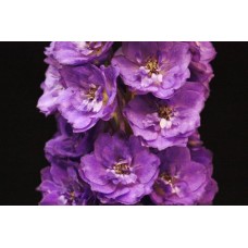 Delphinium - Purple